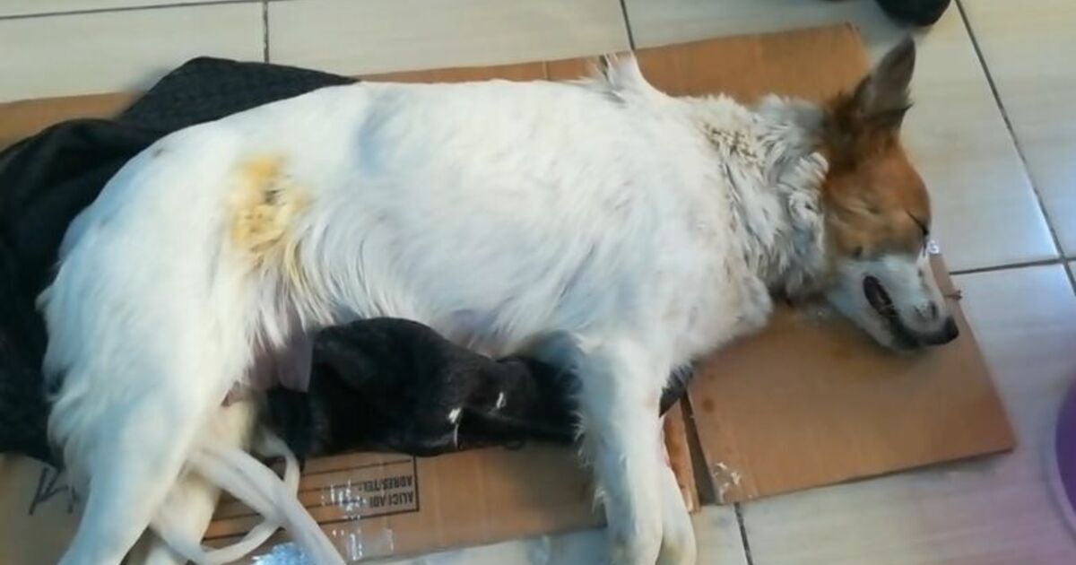 Köpeğe Taş Atarak Ölmesine Yol Açan Şahıs Hakkında Suç Duyurusu