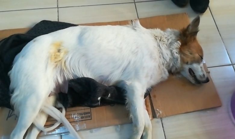 Köpeğe Taş Atarak Ölmesine YolAçan Şahıs Hakkında Suç Duyurusu - Samsun’un Bafra ilçesinde bir şahsın taş atarak yaraladığı 7 yavrulu anne köpek tüm müdahalelere rağmen kurtarılamazken, taş atan şahıs hakkında ise suç duyurusunda bulunuldu.