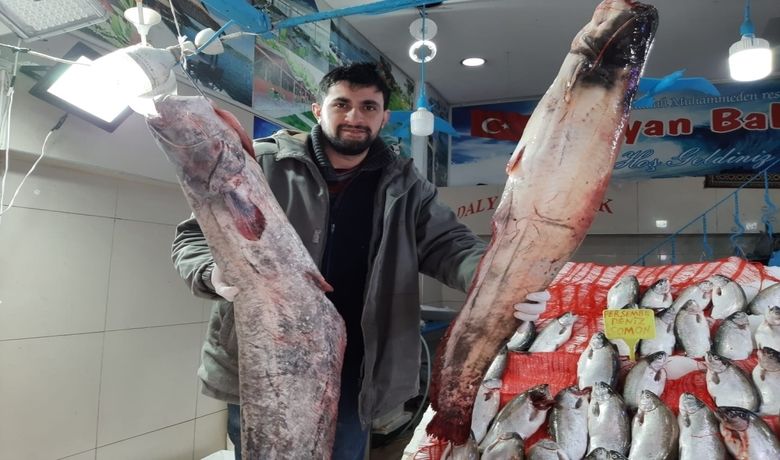 65 Kilogramlık Yayın Balığı Yakaladı - Samsunlu balıkçılar tarafından Bafra ilçesinde bir baraj gölünde yakalanan 65 kilogramlık yayın balığı ilgi topladı.