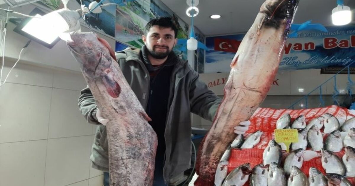 65 Kilogramlık Yayın Balığı Yakaladı
