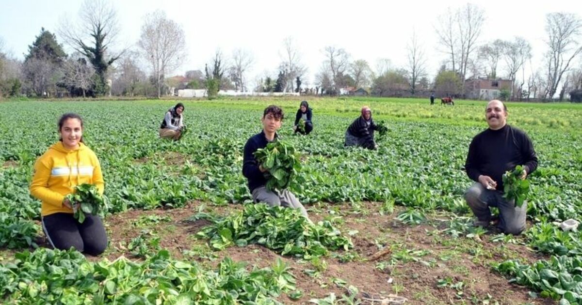 Ispanak Tarlada 1 Lira Geçen Yıl Üreticinin Yüzünü Güldürdü, Bu Yıl Zarar Ettirdi