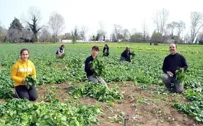 Ispanak Tarlada 1 Lira Geçen Yıl Üreticinin Yüzünü Güldürdü, Bu Yıl Zarar Ettirdi