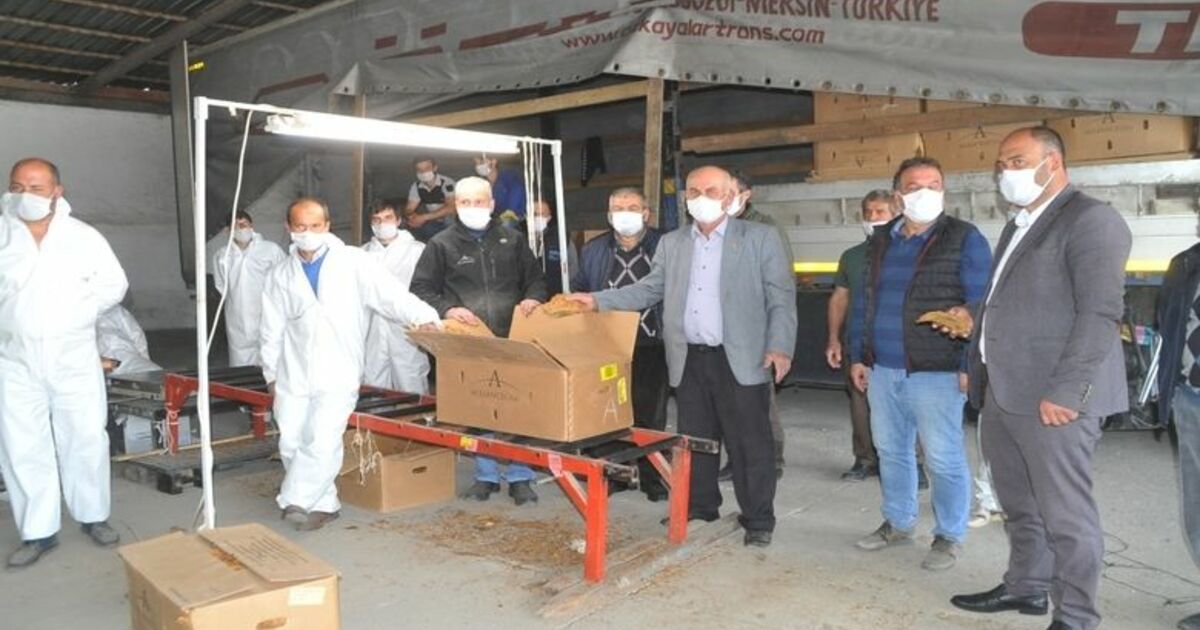 Bafra'da Tütün Alımları Başladı