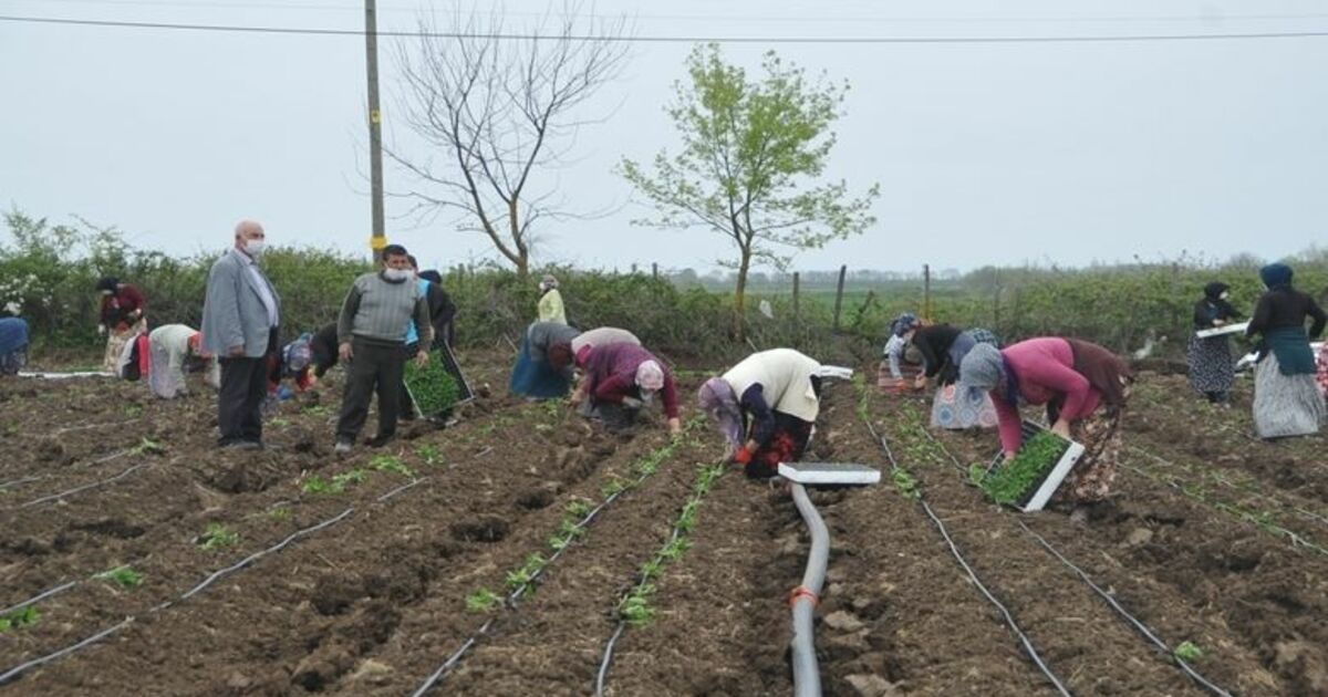Tarım İşçileri Korona Virüs Gölgesinde Mesai Yapıyor