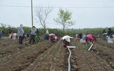 Tarım İşçileri Korona Virüs Gölgesinde Mesai Yapıyor