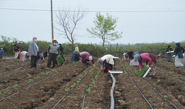Tarım İşçileri KoronaVirüs Gölgesinde Mesai Yapıyor - Samsun Bafra Ovası'nda başlanan yazlık sebze ekimlerinde çalışan tarım işçileri korona virüs (Covid-19) salgını gölgesinde mesai yapıyor. Bu zorlu mesaide işçiler maske ve eldiven takarak sosyal mesafeye özen gösteriyor.