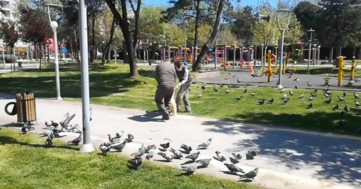 Sokağa Çıkma Kısıtlamasında Sokak Hayvanları Ve Kuşlar Unutulmadı