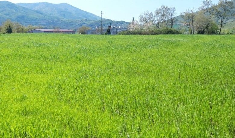 Karakılçık buğdayı Atakum’dayeniden hayat buluyor - Atakum Belediyesi, Anadolu topraklarında yetişen en kaliteli tarımsal türlerden biri olan ve yıllar içerisinde nesli tükenme tehlikesi ile karşı karşıya kalan karakılçık buğdayının atalık tohumla yeniden üretimi için harekete geçti.