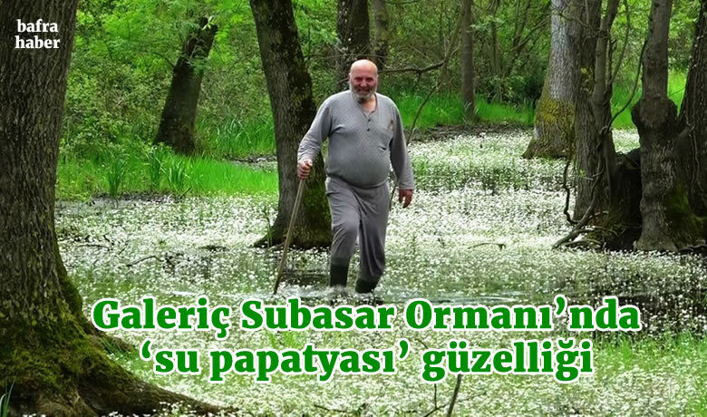 Galeriç Subasar Ormanı’nda’su papatyası’ güzelliği