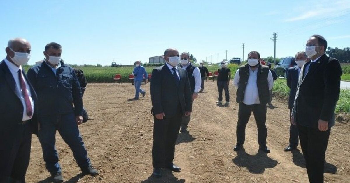 Bafra Ovası’nda damlama sulama çeltik ekimi
