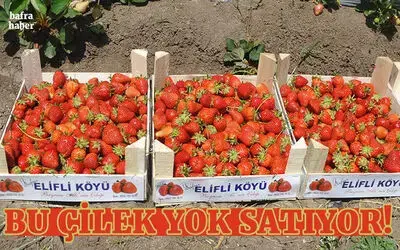 Bu çilek yok satıyor