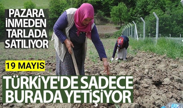 Türkiye’de sadece burada yetişiyor,pazara inmeden tarlada satılıyor - Normal fasulyeden 3 kat daha erken pişen ve protein değeri ete yakın olan Nebiyan fasulyesinin ekimine başlandı.