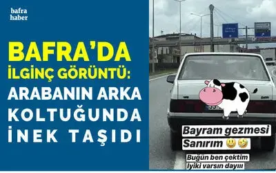 Bafra'da ilginç görüntü: Arabanın arka koltuğunda inek taşıdı