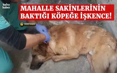Mahalle Sakinlerinin Baktığı Köpeğe İşkence!