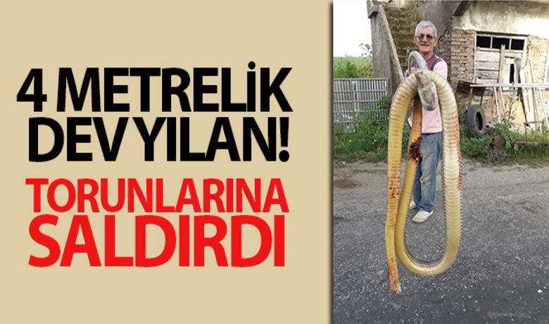 Torunlarına saldıran dev yılanı tüfekle öldürdü - Sinop'ta bir vatandaş torunlarına saldıran 4 metrelik dev yılanı tüfekle öldürdü.BUGÜN NELER OLDU?