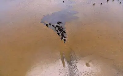 Samsun manda popülasyonunda Türkiye’de ilk sırada
