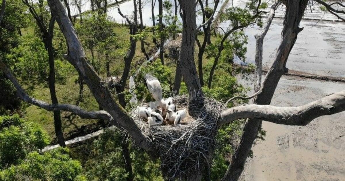 ’Leylek Ormanı’nın sakinleri yavrularını büyütüyor
