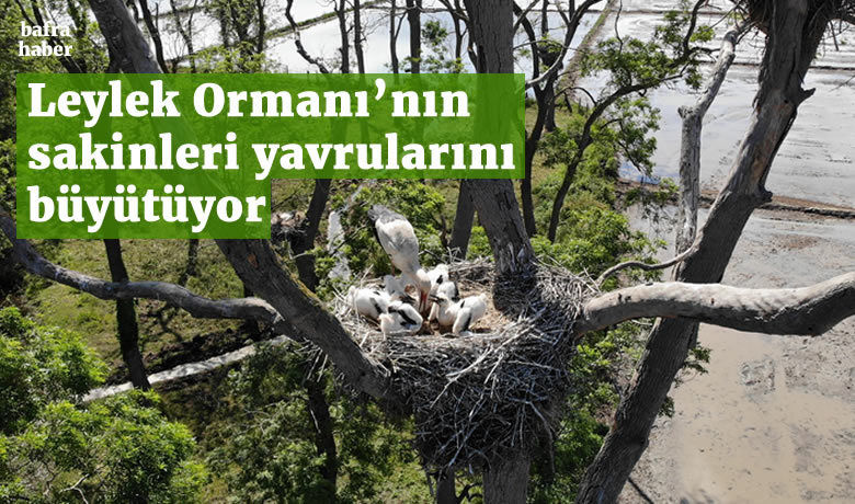 ’Leylek Ormanı’nın sakinleri yavrularını büyütüyor