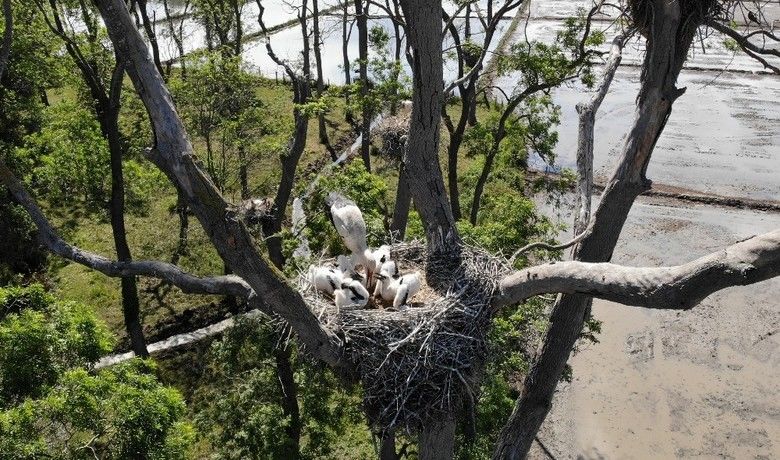 ’Leylek Ormanı’nınsakinleri yavrularını büyütüyor - UNESCO Dünya Mirası Geçici Listesi’ndeki Kızılırmak Deltası Kuş Cenneti yaklaşık 900 leylek yuvasına ev sahipliği yapıyor. Kuş Cenneti’nin sakinleri bugünlerde, yumurtadan çıkan yavrularını büyütmekle meşgul.