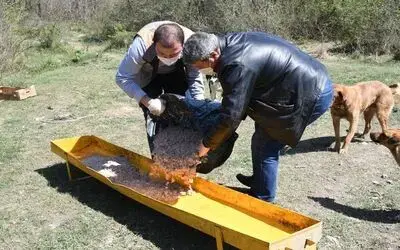 Sokak hayvanlarına 47 ton mama dağıtıldı
