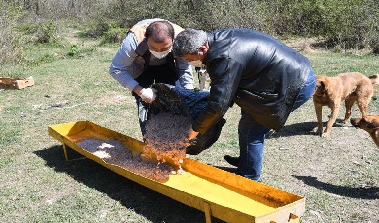 Sokak hayvanlarına 47 ton mama dağıtıldı
