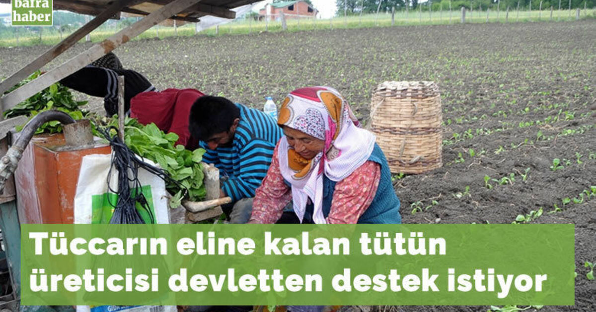 Bafra Ovası’nda tütün fidesi dikimi başladı