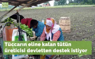 Bafra Ovası’nda tütün fidesi dikimi başladı