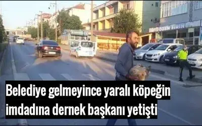 Belediye gelmeyince Yaralı Köpeğin imdadına Dernek Başkanı Yetişti
