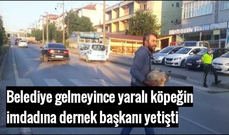 Yaralı Köpeğe Dernek Başkanı Yetişti