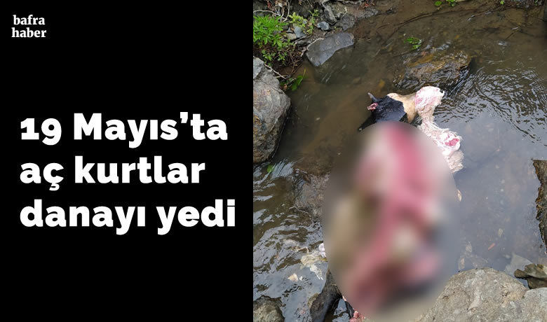 19 Mayıs'ta aç kurtlar danayı yedi - Samsun’un 19 Mayıs ilçesinde kurtlar merada otlayan danayı parçalayıp yedi. Danadan geriye kafası ve iskeleti kaldı.