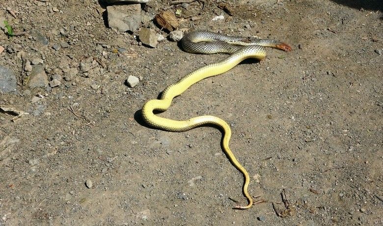 Mahallede 2 metrelik yılan paniği
 - Samsun’un Alaçam ilçesine bağlı bir kırsal mahallede 2 metrelik yılan paniği yaşandı.