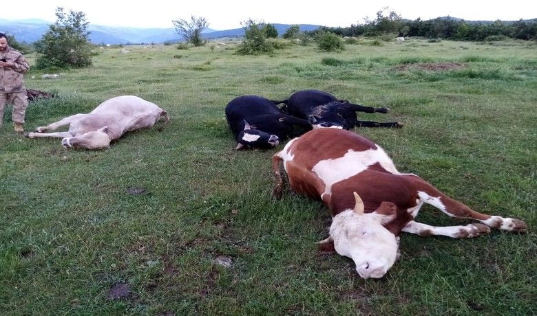 Samsun’da yıldırım ahıra düştü:4 büyükbaş hayvan telef oldu