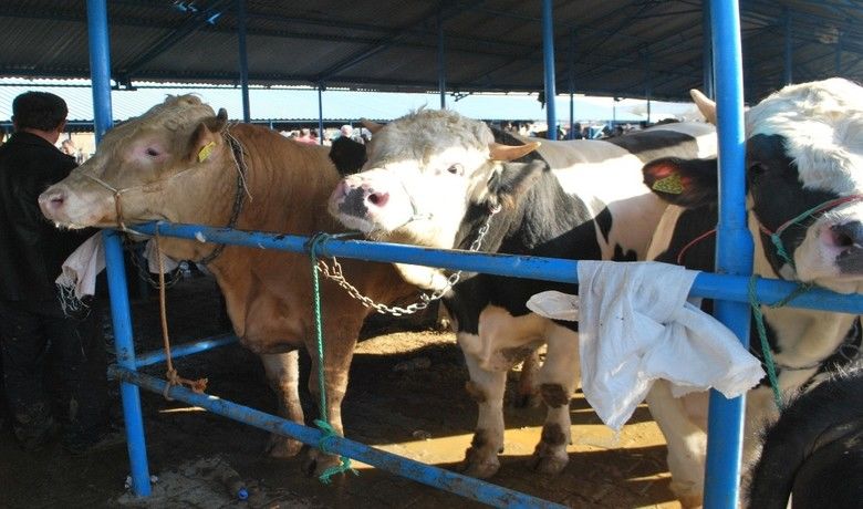 Samsun’daki hayvan pazarları açıldı
 - Samsun’da, korona virüs dolayısıyla 20 Mart’ta kapatılan hayvan pazarları bugünden itibaren yeniden açıldı.