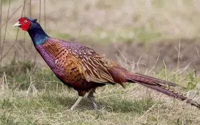 51 yılda 306 bin ’kene avcısı sülün’ tabiata salındı
