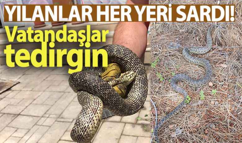 Yılanlar her yeri sardı!Uyarı geldi - Vatandaşlar tedirgin... - Bursa`da son zamanlarda yaşanan çöl sıcakları sebebiyle ortaya çıkan boyları 2 metreyi aşan yılanlar vatandaşları tedirgin ediyor.