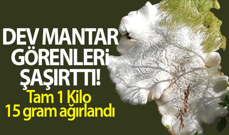 1 kilo ağırlığındaki mantar görenleri şaşırttı - Bitlis’in Adilcevaz ilçesinde Cemil Günay isimli esnaf tarafından bulunan 1 kilo ağırlığındaki mantar görenleri şaşırttı.BUGÜN NELER OLDU?