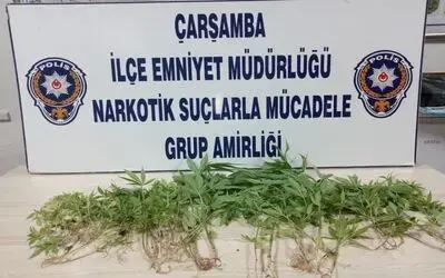 Fındık bahçesinde kenevir operasyonu
