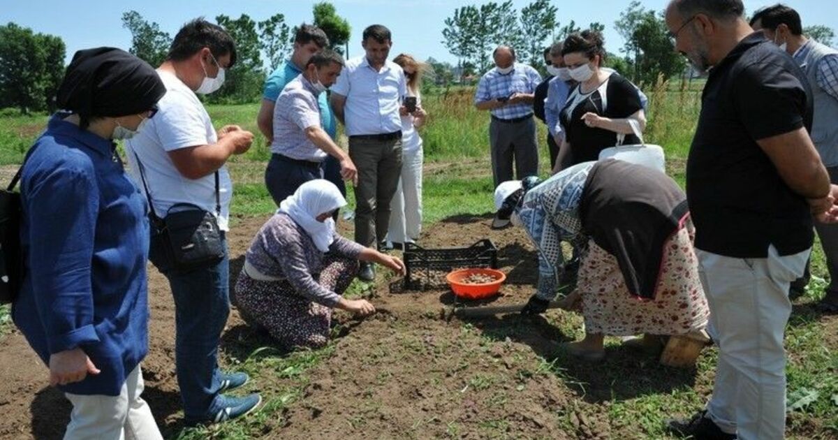 Çiftçiye yeni gelir kapısı: Salep
