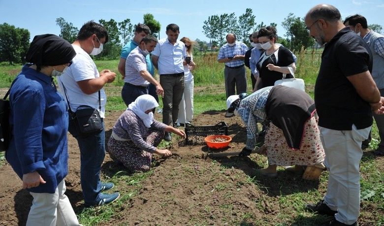 Çiftçiye yeni gelir kapısı: Salep
 - Samsun Büyükşehir Belediyesi, salep orkidesi üretimi yapan çiftçilere tohum desteği sağlıyor.
