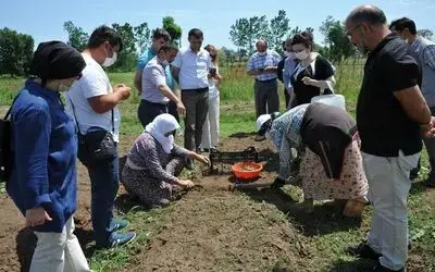 Çiftçiye yeni gelir kapısı: Salep
