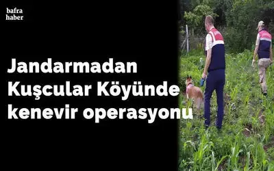 Jandarmadan Kuşcular Köyünde Kenevir Operasyonu