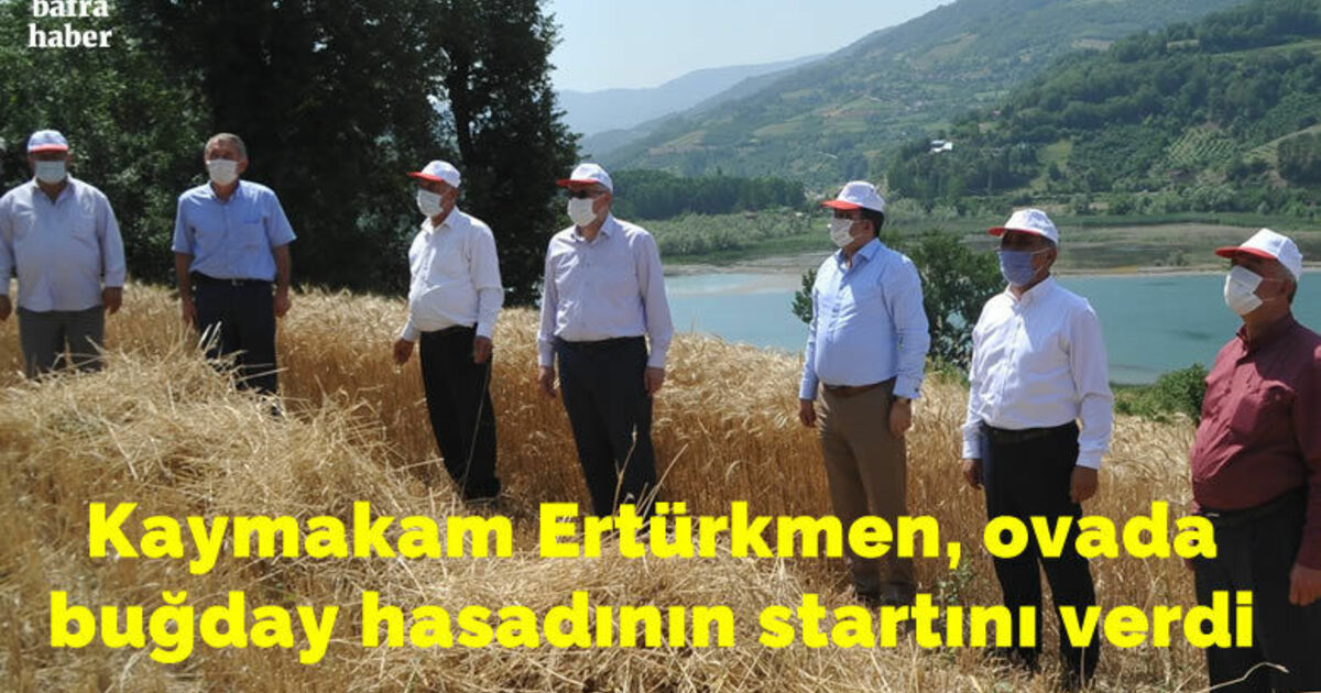Bafra Ovası’nda buğday hasadı başladı
