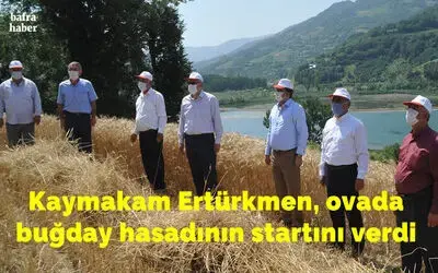 Bafra Ovası’nda buğday hasadı başladı