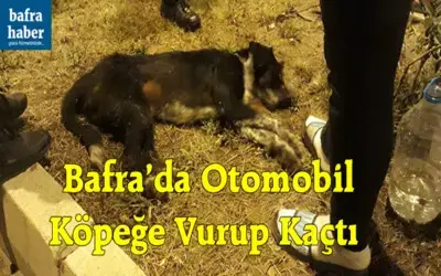 Bafra'da Otomobil Köpeğe Vurup Kaçtı 