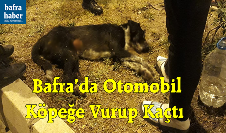 Bafra'da Otomobil Köpeğe Vurup Kaçtı 