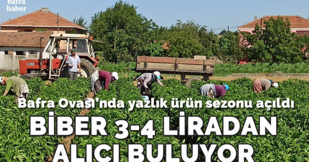 Bafra Ovası’nda yazlık ürün sezonu açıldı