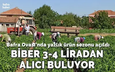 Bafra Ovası’nda yazlık ürün sezonu açıldı