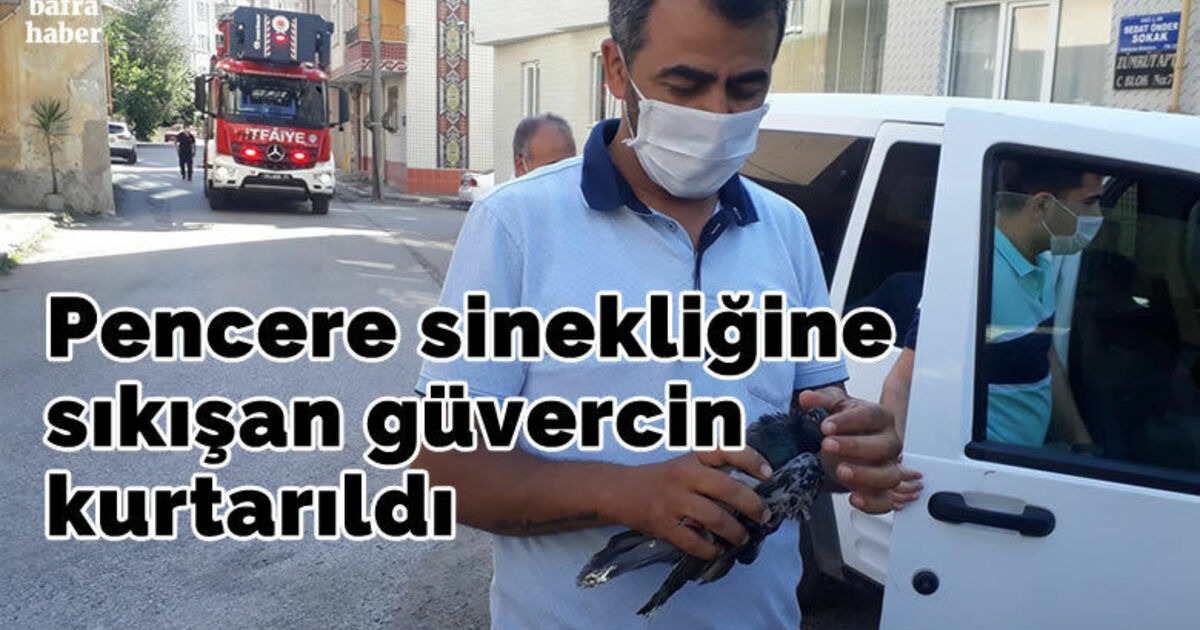 Sinekliğe sıkışan güvercin kurtarıldı