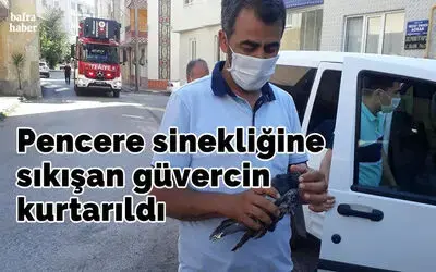 Sinekliğe sıkışan güvercin kurtarıldı