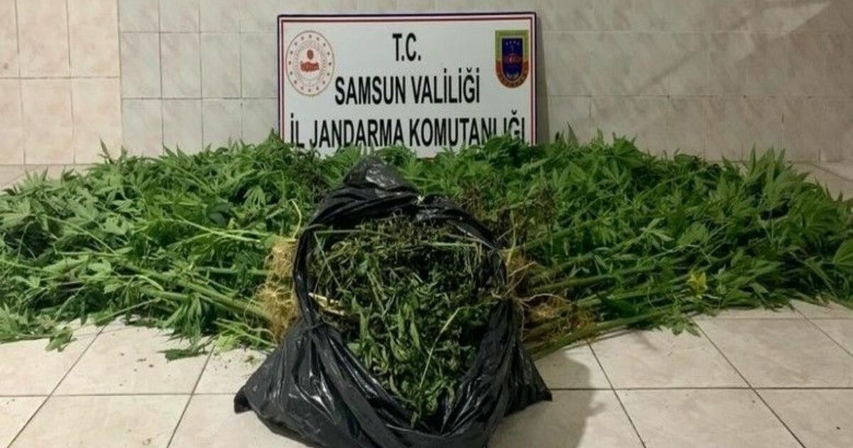Bafra'da kenevir yetiştiren 2 şahıs suçüstü yakalandı